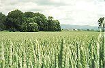 Bavarian Barley