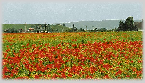 Poppies